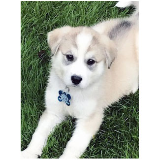 great pyrenees and husky mix