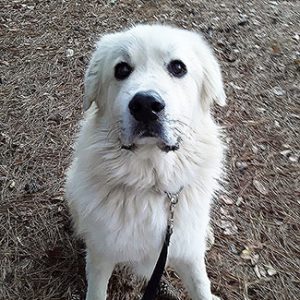 Adopted Furever Dogs – Great Pyrenees Rescue of Atlanta