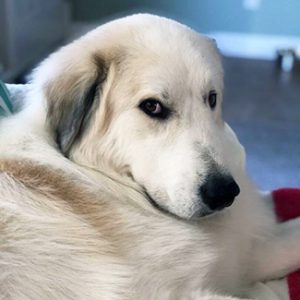 Adopted Furever Dogs – Great Pyrenees Rescue of Atlanta