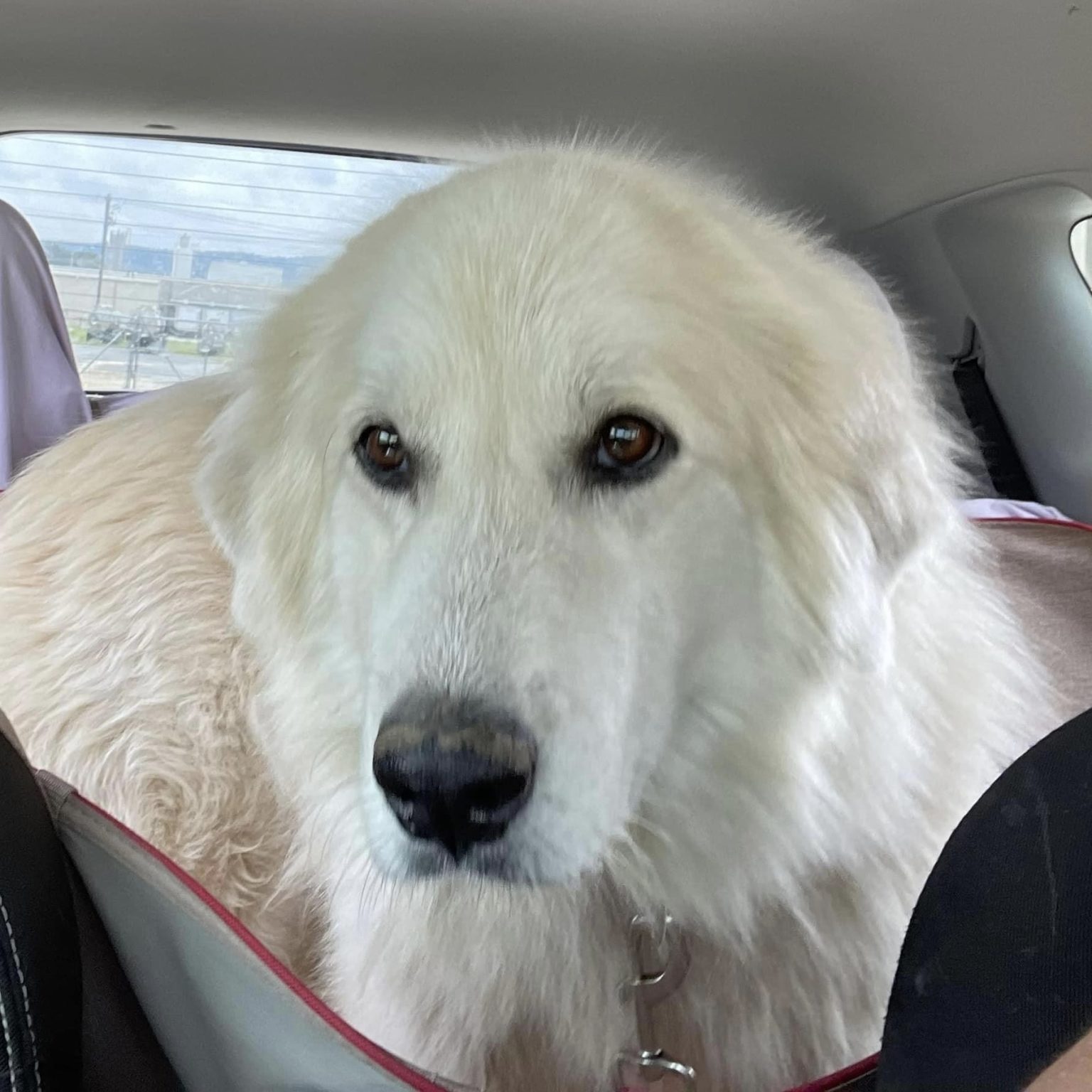 available-dogs-great-pyrenees-rescue-of-atlanta