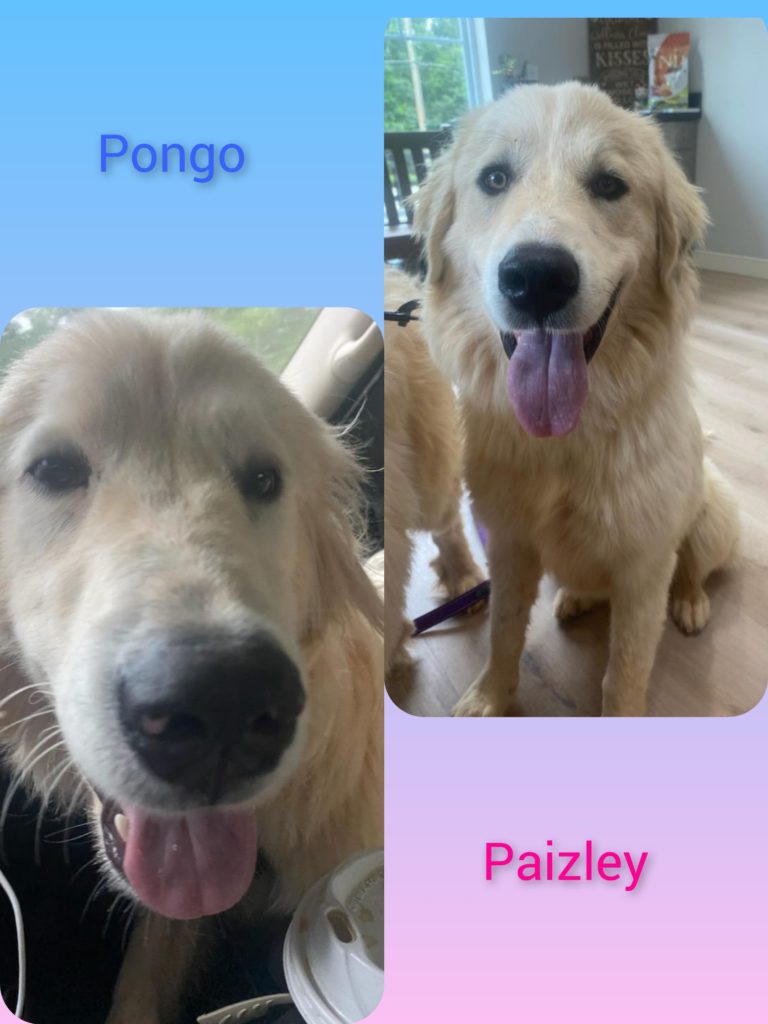 Pongo & Paizley