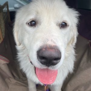 Adopted Furever Dogs – Great Pyrenees Rescue of Atlanta
