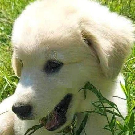 great pyrenees lab mix dogs