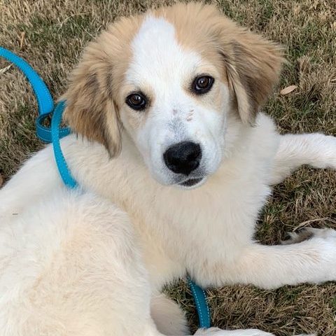 Buddy Pan – Great Pyrenees Rescue of Atlanta