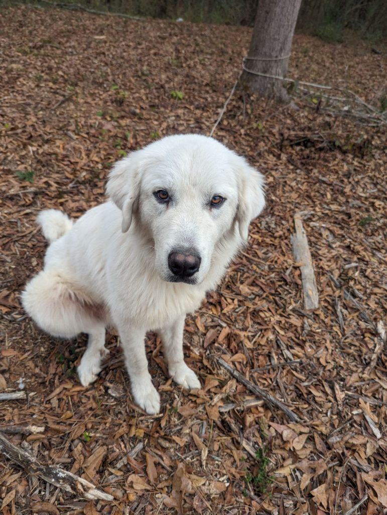 Available Dogs – Great Pyrenees Rescue of Atlanta