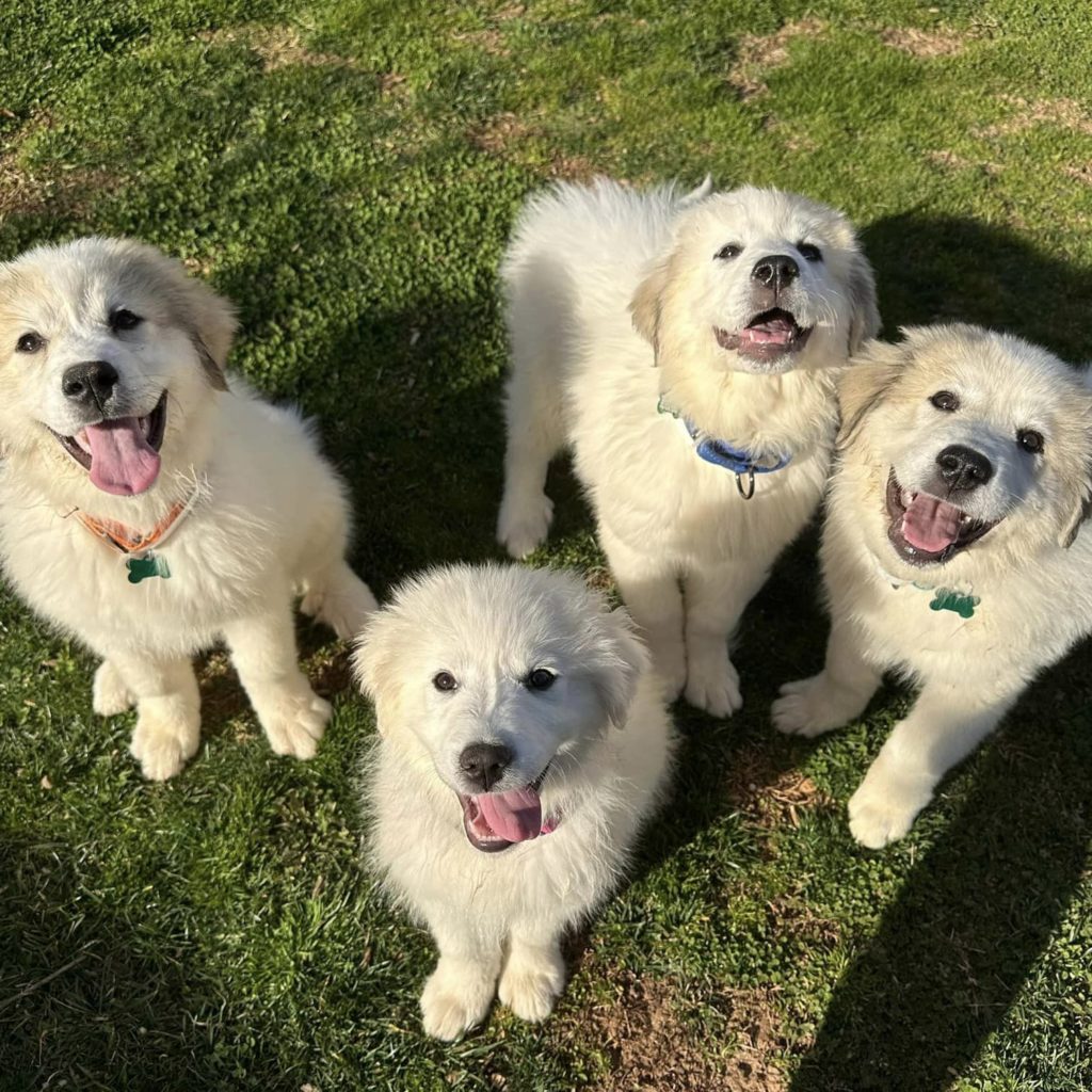 The Spring Puppy Litter
