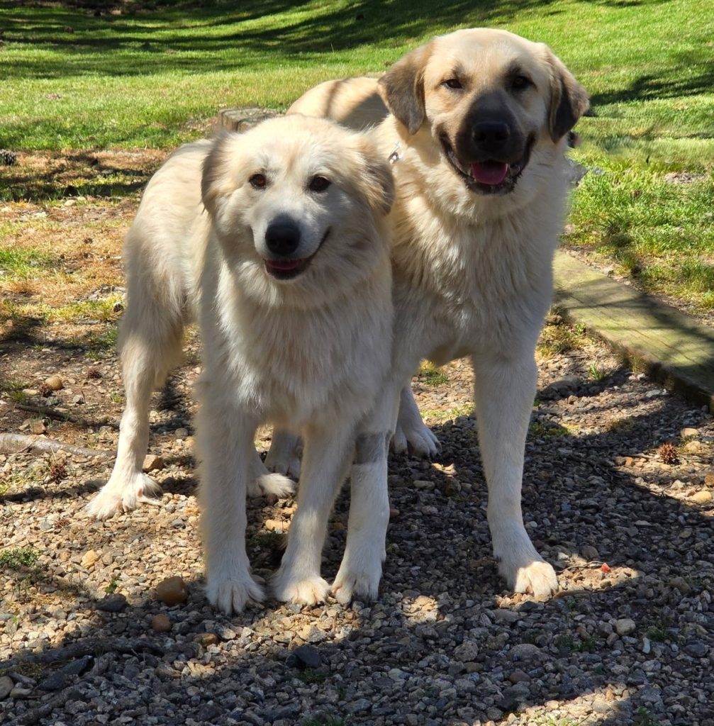 Juniper & Timber Woods