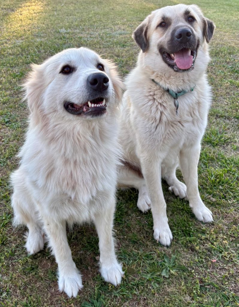 Juniper & Timber Woods