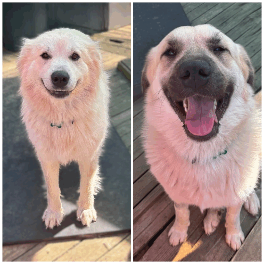 Juniper & Timber Woods Juniper & Timber Woods