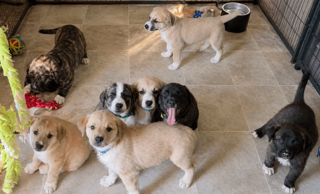 The Gold Medal Litter