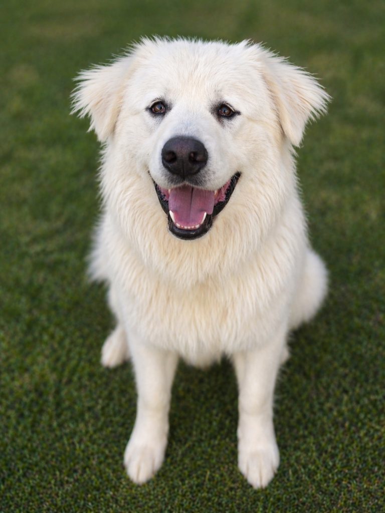 Pip