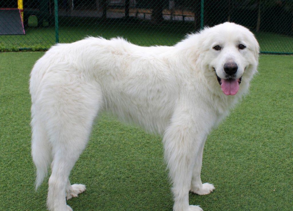 Zena