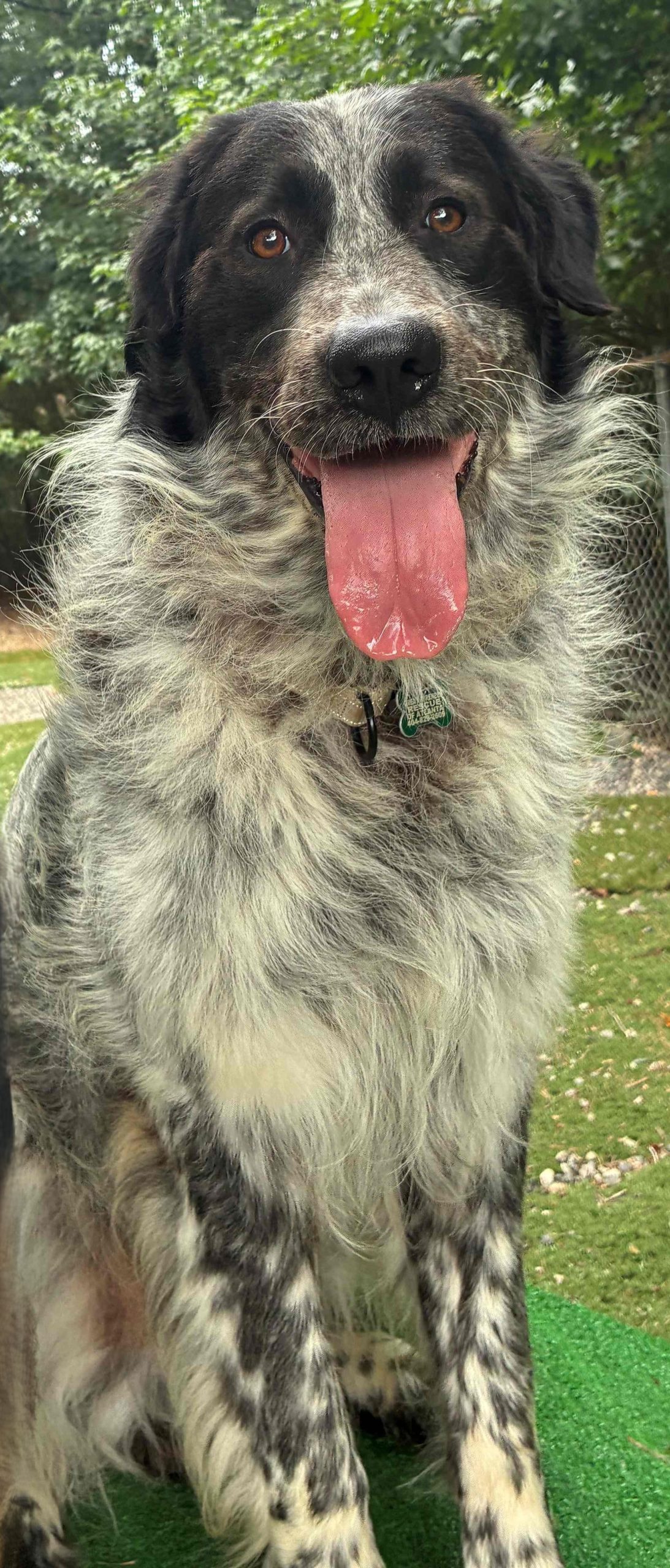 Pyrénées 85 lbs – Great Pyrenees Rescue of Atlanta