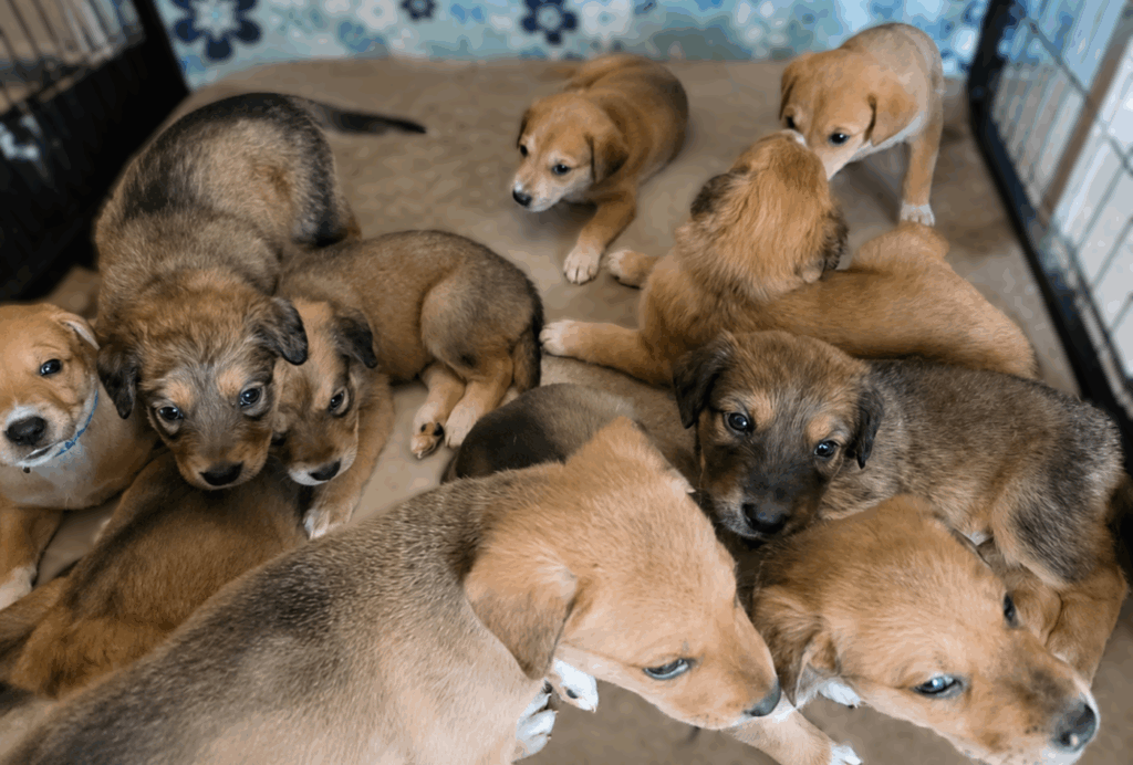 The May Litter