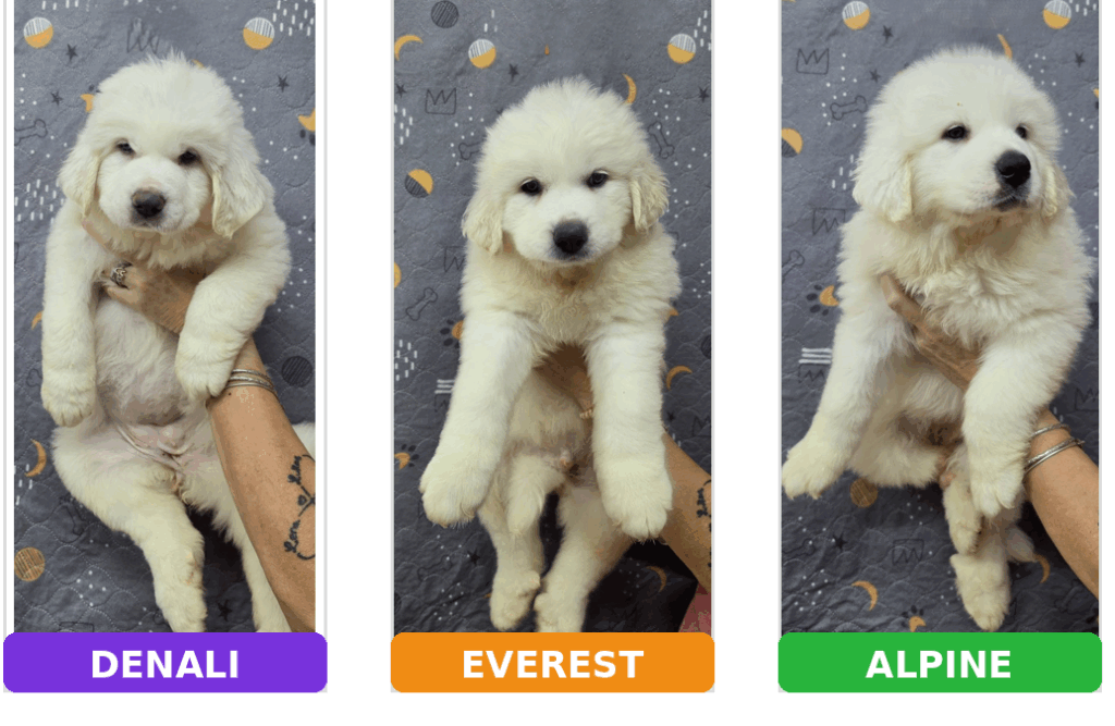 The White Litter