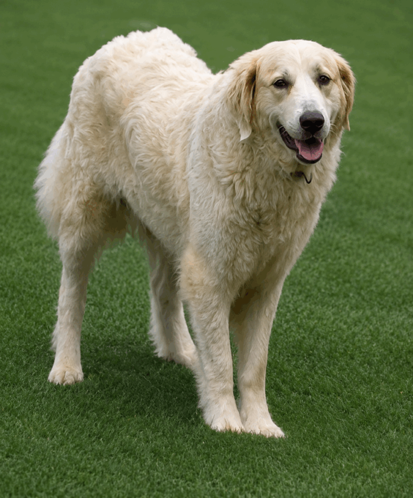 Willa May