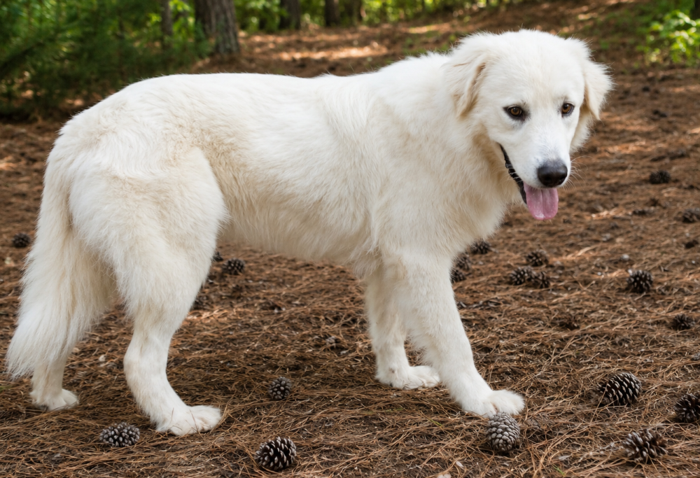 Casper August