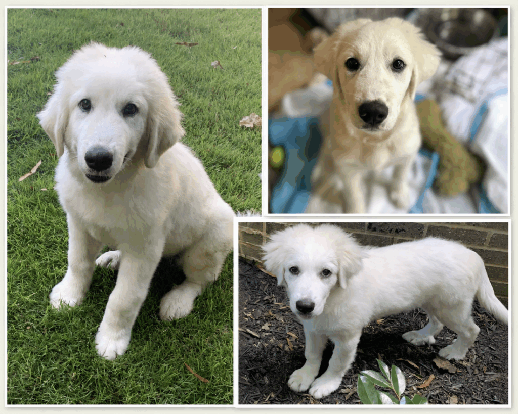 The August Litter